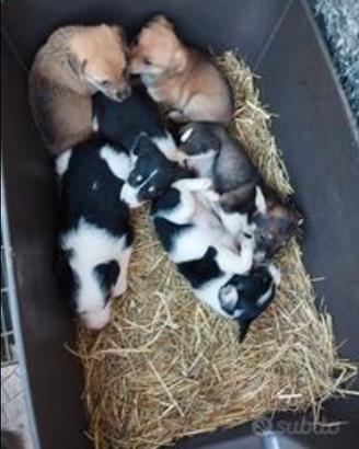 Cuccioli taglia piccola