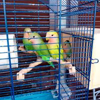 Pappagallini inseparabili in copia