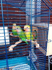 Pappagallini inseparabili in copia
