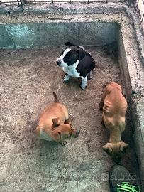 Cucciolo di amstaff
