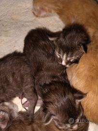 Gattini Maine coon