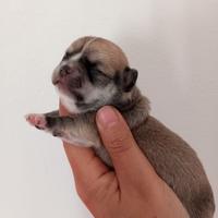 Femmine chihuahua pedigree enci