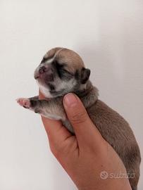Femmine chihuahua pedigree enci
