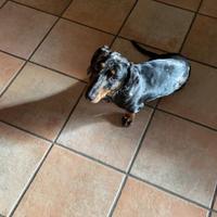 Bassotto per accoppiamento