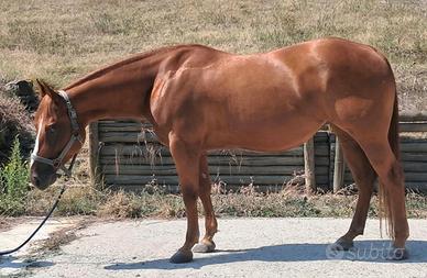Paint Horse