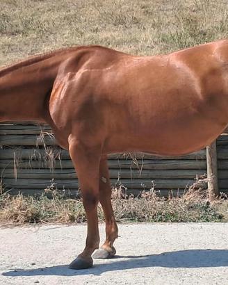 Paint Horse