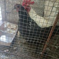Galline nane
