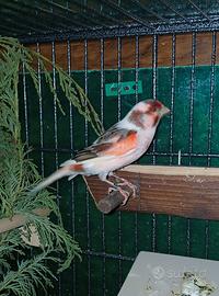 Coppia arlecchini portoghesi