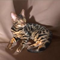 Bengala maschio 7 mesi giovane socievole