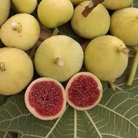 Fico Drago Bianco (collezione)