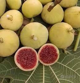 Fico Drago Bianco (collezione)