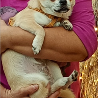 Chihuahua