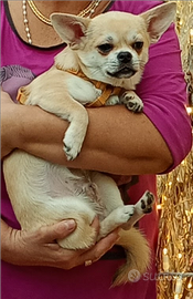 Chihuahua