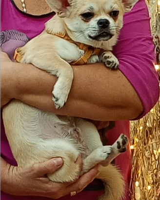 Chihuahua