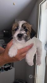 Cuccioli Jack Russell a pelo ruvido