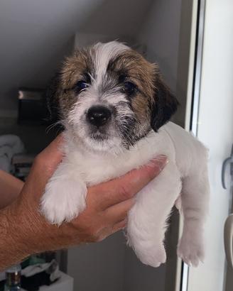 Cuccioli Jack Russell a pelo ruvido