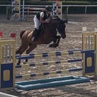 Cavalla da salto ostacoli