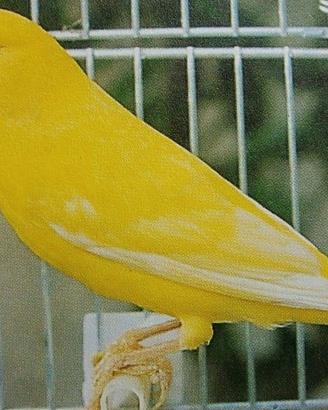 Canarini spagnoli