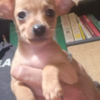 Cuccioli chihuahua
