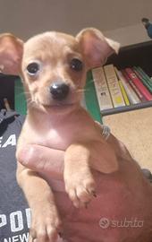 Cuccioli chihuahua