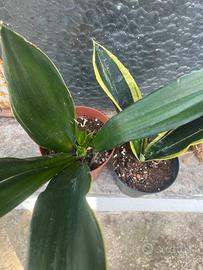 Due sansevieria black e gold flame