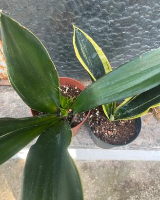 Due sansevieria black e gold flame