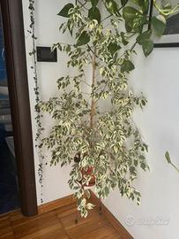 Pianta Ficus benjamina Twilight