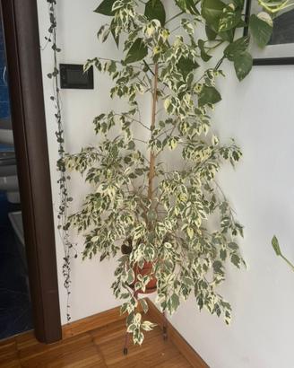Pianta Ficus benjamina Twilight