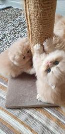 Splendidi cuccioli di gatto persiano