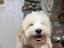 Immagine 5