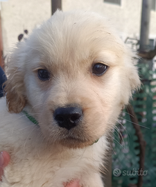 Golden retriever cuccioli maschi