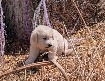 Cuccioli di pastore maremmano