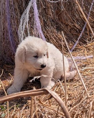 Cuccioli di pastore maremmano