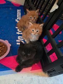 Maine coon con pedigree ENFI