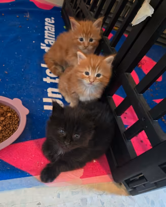 Maine coon con pedigree ENFI