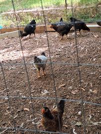 Galli e galline