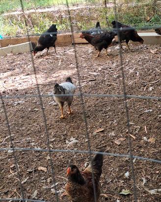 Galli e galline