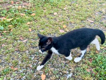 Gattina bianco nera