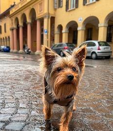 Yorkshire Terrier - Disponibile per monta