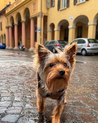 Yorkshire Terrier - Disponibile per monta