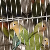 Pappagalli inseparabili cocorite calopsite