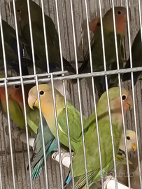 Pappagalli inseparabili cocorite calopsite