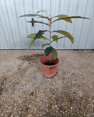 pianta di nespolo