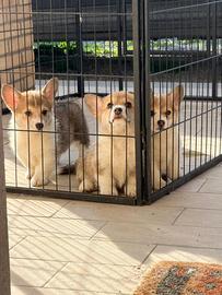 Cuccioli Welsh Corgi Pembroke