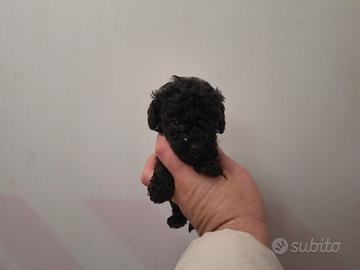 barboncino mini Toy nero 2 femmine x fine agosto 