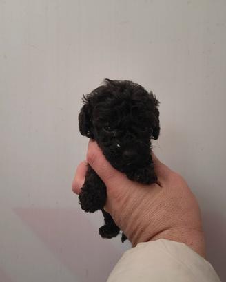 barboncino mini Toy nero 2 femmine x fine agosto 