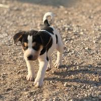 Cuccioli meticci simil beagle