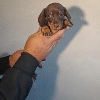 Bassotto cioccolato cuccioli