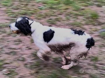 Springer cinque anni maschio per caccia