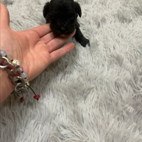 Barboncino toy nero ultimo maschio